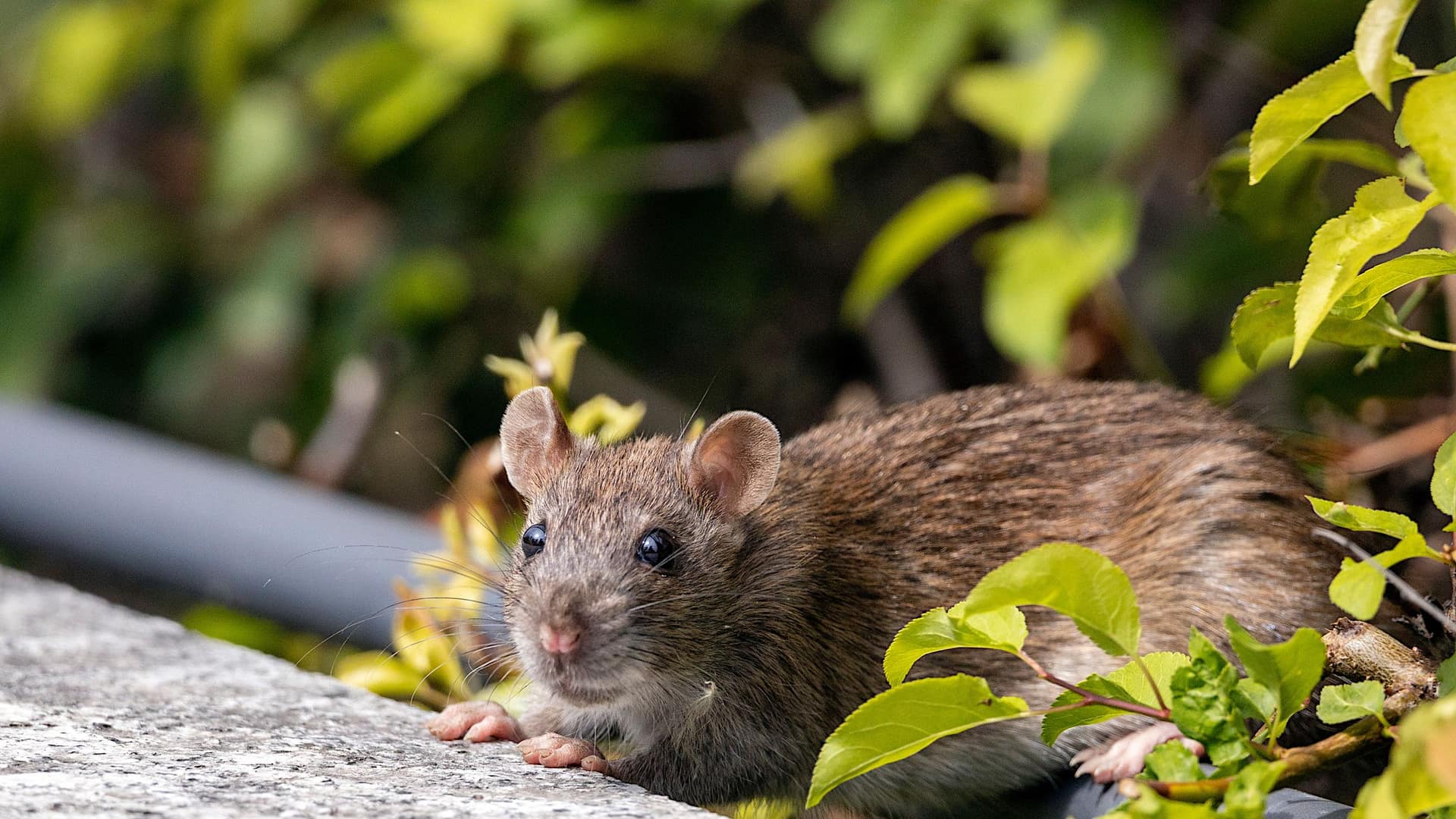 Bruine rat langs een gevel in de Kop van Noord-Holland