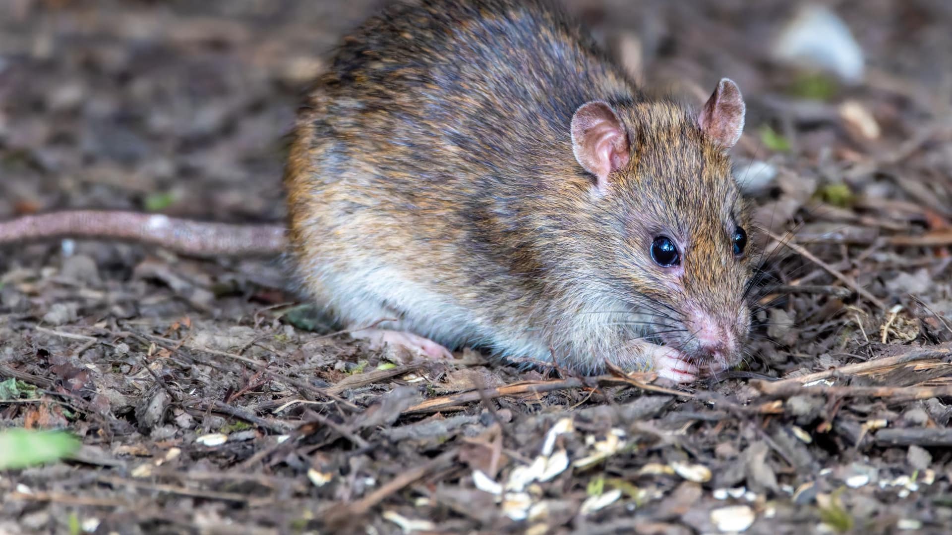 Bruine rat in het buitengebied, het dier waarop onze rattenbestrijding in Hollands Kroon zich richt