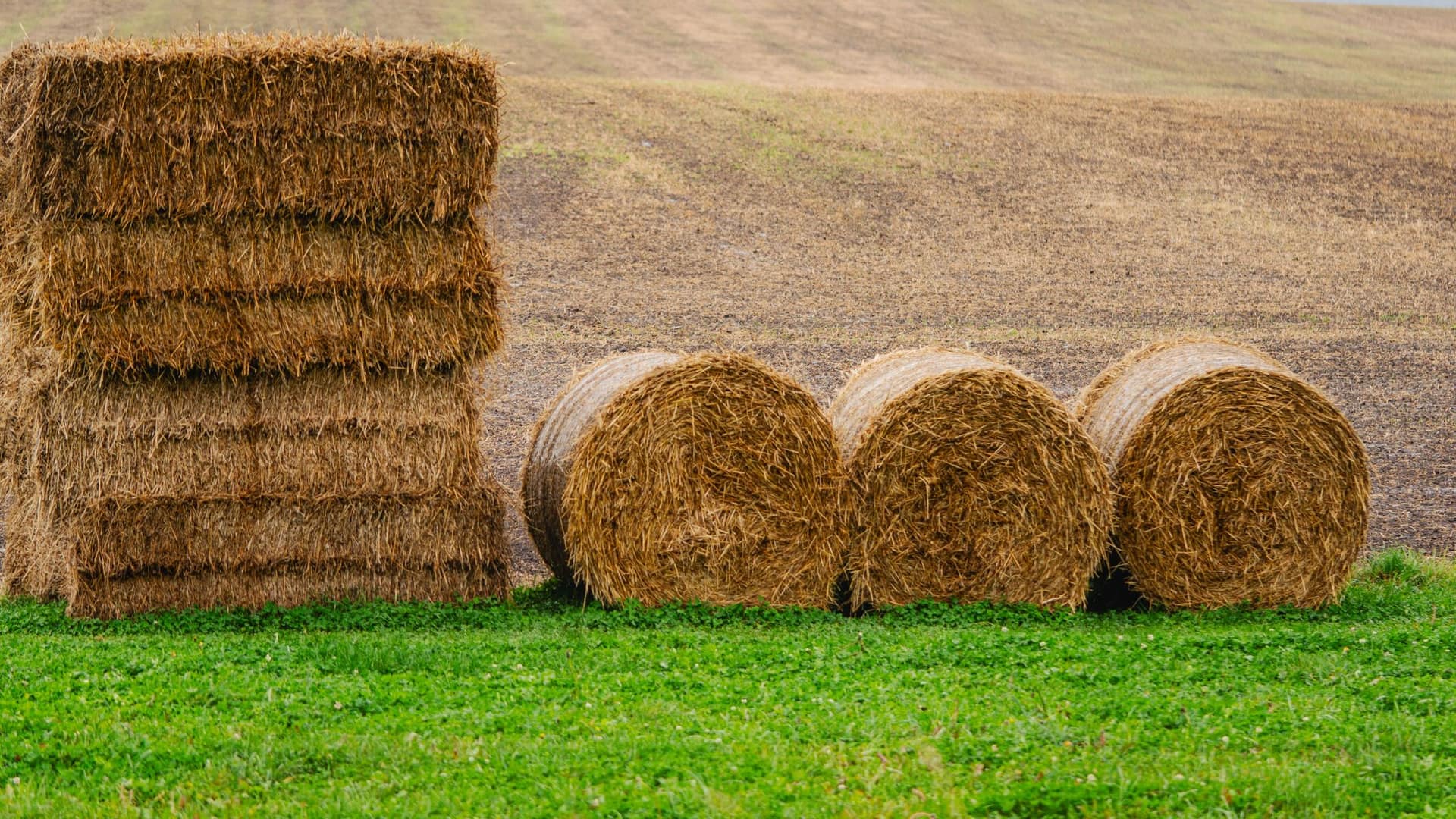 Balen hooi op het land, voorraad waar ratten op afkomen